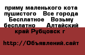 приму маленького кота пушистого - Все города Бесплатное » Возьму бесплатно   . Алтайский край,Рубцовск г.